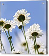 White Daisies And Sky Acrylic Print