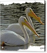 White Pelican Pair #1 Acrylic Print
