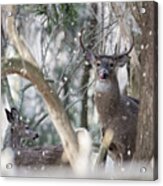 White Tail Bucks In The Woods Acrylic Print