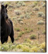 Wild Black Mustang Stallion #2 Acrylic Print