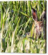 Wild Hare In Crops Looking At Camera #1 Acrylic Print