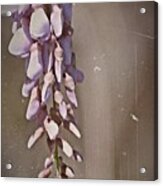 Wisteria Dreams- Fine Art #1 Acrylic Print