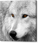 Wolf #2 Acrylic Print