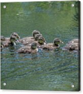 Wood Ducklings Swimming #1 Acrylic Print