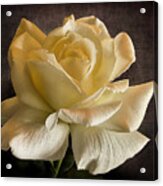 Yellow Rose #1 Acrylic Print