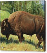 Yellowstone Buffalo Acrylic Print