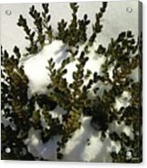 Young Boxwood In Winter #1 Acrylic Print