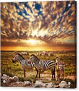 Zebras Herd On African Savanna At Sunset. #1 Acrylic Print