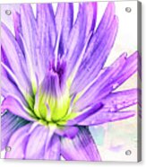 10889 Purple Lily Acrylic Print