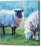 Sheep #11 Acrylic Print