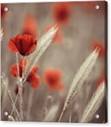 Summer Poppy Meadow Acrylic Print