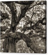Angel Oak Live Oak Tree #12 Acrylic Print