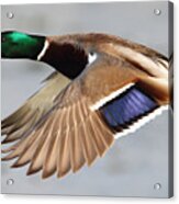 Male Mallard Duck In Flight #12 Acrylic Print