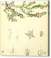 Illustrations Of The Flowering Plants And Ferns Of The Falkland Islands #124 Acrylic Print