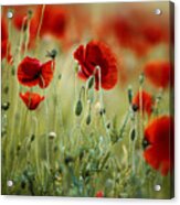 Summer Poppy Meadow #13 Acrylic Print