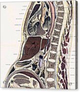 Topographisch-anatomischer, Braune, 1872 #14 Acrylic Print