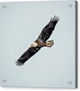 Bald Eagle #15 Acrylic Print