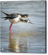 Black-necked Stilt #16 Acrylic Print