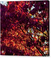 Fall Foliage #166 Acrylic Print