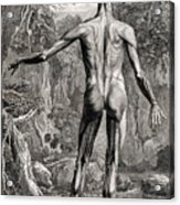 18th Century Anatomical Engraving Acrylic Print