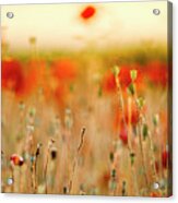Summer Poppy Meadow #19 Acrylic Print
