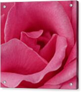 A Rose For You #3 Acrylic Print