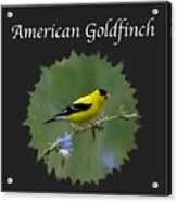 American Goldfinch Acrylic Print