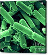 Bacillus Thuringiensis Bacteria #2 Acrylic Print