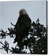 Bald Eagle #1 Acrylic Print