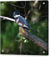 Belted Kingfisher #2 Acrylic Print