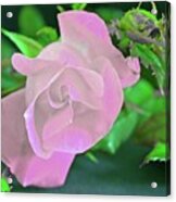 Blooming Rose #2 Acrylic Print