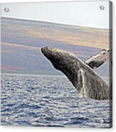 Breaching Humpback Whale  Megaptera #2 Acrylic Print