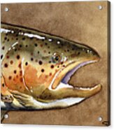 Brown Trout #2 Acrylic Print