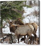 2 Bull Elk In May Snowstorm Acrylic Print