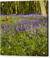 Chalet Bluebell Woods #2 Acrylic Print