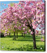 Cherry Blossom Tree #2 Acrylic Print