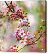 Cherry Blossoms In Spring #2 Acrylic Print