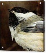 Chickadee #2 Acrylic Print