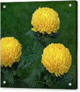 Chrysanthemum 'derek Bircumshaw' Acrylic Print