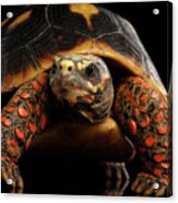 Close-up Of Red-footed Tortoises, Chelonoidis Carbonaria, Isolated Black Background #3 Acrylic Print