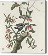 Downy Woodpecker #2 Acrylic Print