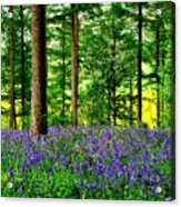 English Bluebell Wood #2 Acrylic Print