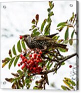 European Starling Acrylic Print