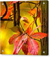 Fall Colors #2 Acrylic Print