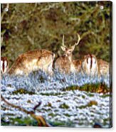 Fallow Deer In England #2 Acrylic Print