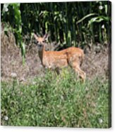 Fawn In The Grass #2 Acrylic Print