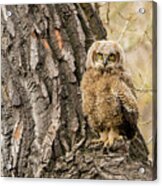 Great Horned Owlet  #2 Acrylic Print