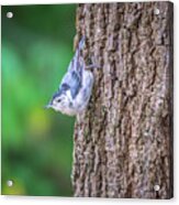 Huthatch Bird  Nut Pecker In The Wild On A Tree #2 Acrylic Print