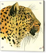 Jaguar Head Painting Watercolor #2 Acrylic Print