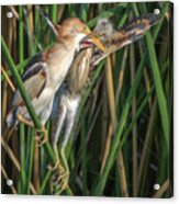 Least Bittern Adult And Juvenile #2 Acrylic Print